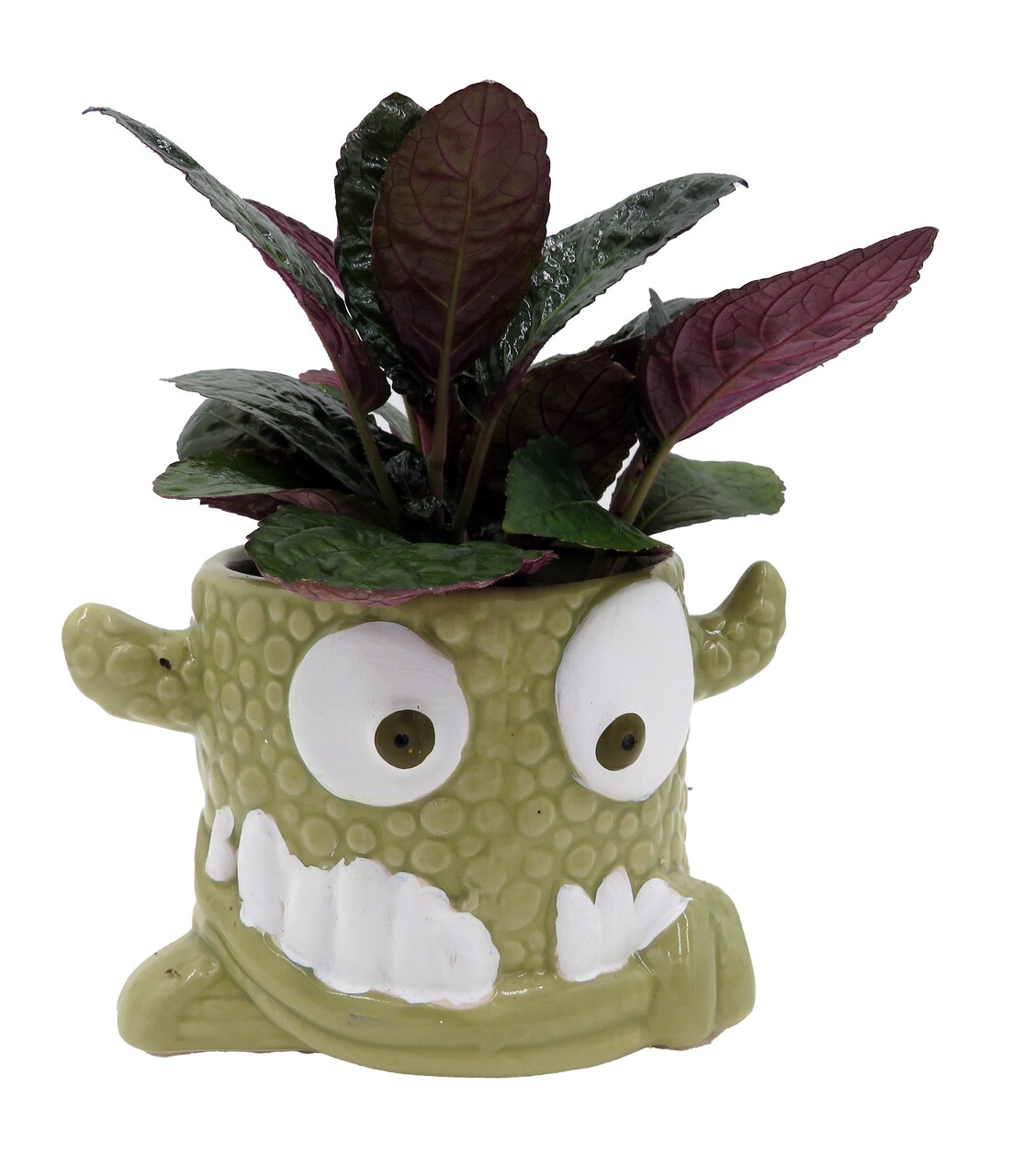 Snaggle Tooth Green Halloween Planter with House Plant -4" Green Ceramic Pot